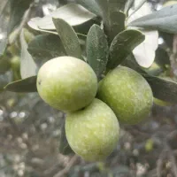 زیتون