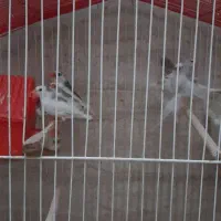 فنچ های خانگی