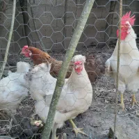 مرغ مادر و جوجه ، خروس و مرغ ، جوجه سلطانی