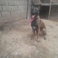 سگ مالینویز اصیل
