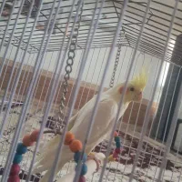 هلندی|پرنده|شیراز, حومه شیراز|دیوار