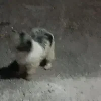 سگگ