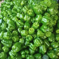 فلفل دلمه بوته ای|خوردنی و آشامیدنی|مشهد, ادیب نیشابوری (شهرک غرب)|دیوار