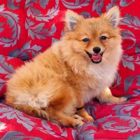 توله پامرروباهی خندان