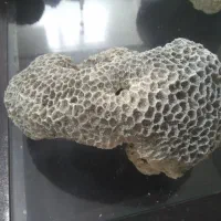 سنگ مرجان|ماهی|قزوین, |دیوار