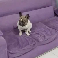 فرنج وارداتی|سگ|سبزوار, پاسداران|دیوار