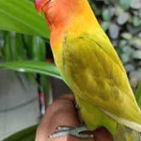 کوتوله فسفری رنگین کمانی|پرنده|نجف‌آباد, ریاضی|دیوار