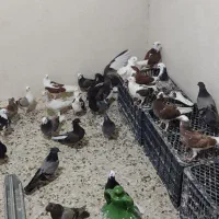 جوجه پرشی دونی 500