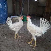 ۲عددخروس
