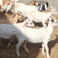 7راس بزغاله سانن. دورگ پاکستانی شیرمست مکان بردسکن