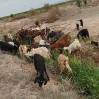 بزغاله ماده علف خور