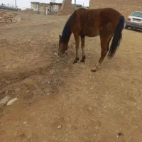 یه دونه نوزین با قاطر|اسب و تجهیزات اسبسواری|کوهدشت, |دیوار