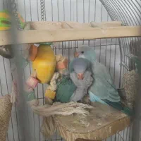 راهب ۴ ماه وجوجه ۴۵ روزه|پرنده|تهران, شکیبا|دیوار