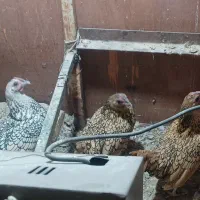 سبرایت مینیاتوری