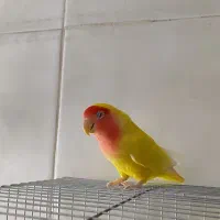 عروس هلندی|پرنده|اصفهان, همتآباد|دیوار