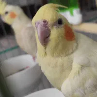 عروس هلندی لوتینو نر و ماده