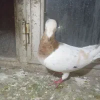 دوتا ماده یکش خطی به شرط