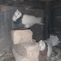 پنج عدد جوجه طوقی سیاه