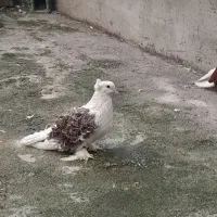 کبوتر ،،جکسون