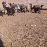 میش بره دار