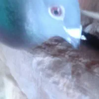 کفتر|پرنده|جیرفت, |دیوار