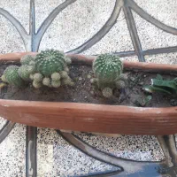 گل وگیاه طبیعی