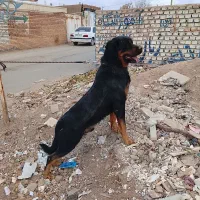 رتوایلر نر پوزه دلقکی