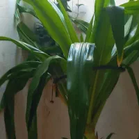 گل وگیاه|گل و گیاه طبیعی|نیشابور, هفده شهریور|دیوار