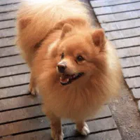 واگذاری سگ پامرین