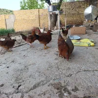 مرغ و خروس درجه یک