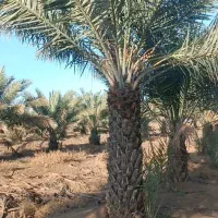 نخل قصب و کبکاب بدون زمین