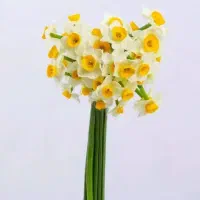 فروش گل طبیعی ارگانیک تازه(فعلاًنرگس شیراز موجود)|گل و گیاه طبیعی|ایرانشهر, |دیوار