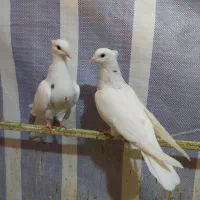 کبوتر طوقی