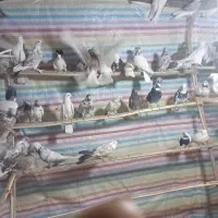 کبوتر جدید رسید