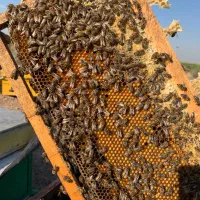 زنبور از۵تا ۹قاب