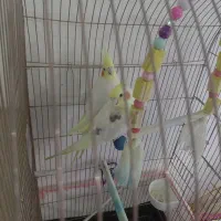 عروس هلندی درشت|پرنده|تهران, شهرک چیتگر|دیوار