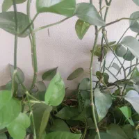زمین باغی