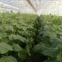 اجاره گلخانه زمین کشاورزی