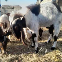 ۳ راس بز ابستن و ۱ راس تکه