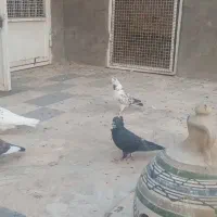 کبوتر یا کفتر