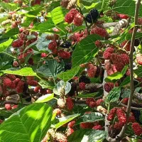 نهال اصلاح شده شاتوت دانه درشت. دره شهر