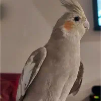 عروس هلندی ماده
