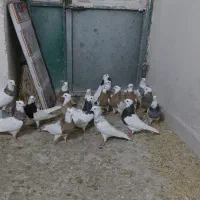 طوقی|پرنده|کنگاور, |دیوار