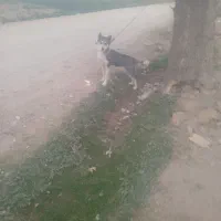 هاسکی|سگ|پیشوا, |دیوار