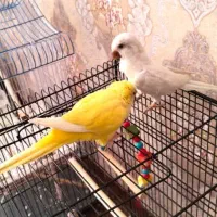 راهب سفید  ماده معاوضه با نر