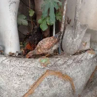 2تا جوجه مرغ