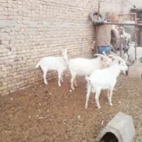 سلام فروش کره نرسانابراداشتی کشتی