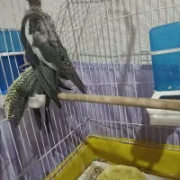 3 عدد عروس هلندی با قفس|پرنده|فردیس, شهرک وحدت|دیوار