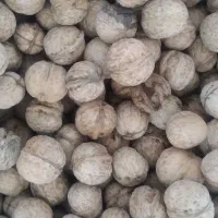 گردوبیرانشهر