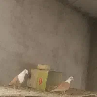 پنج جفت کله سفید زرد بدون کاکلی وکاکلی|پرنده|سبزوار, قلعهنو دهزار|دیوار